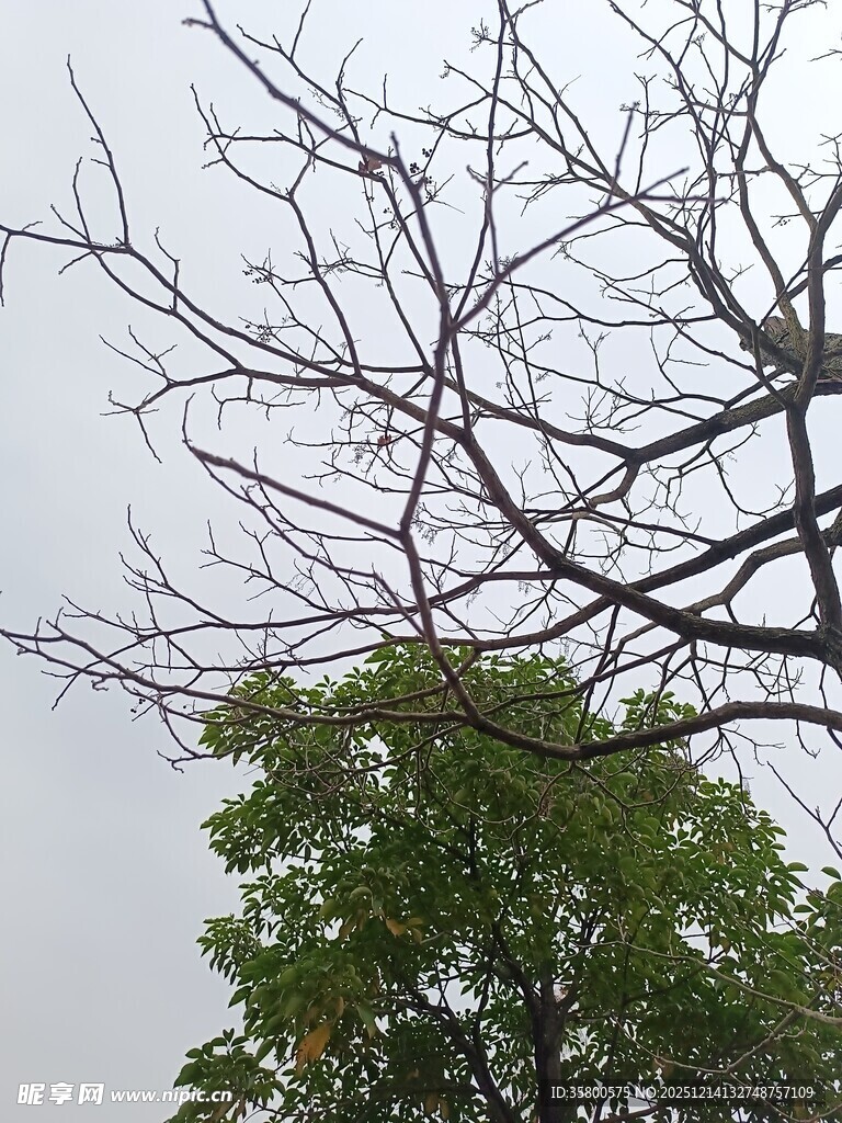 枯树与绿树对比景象