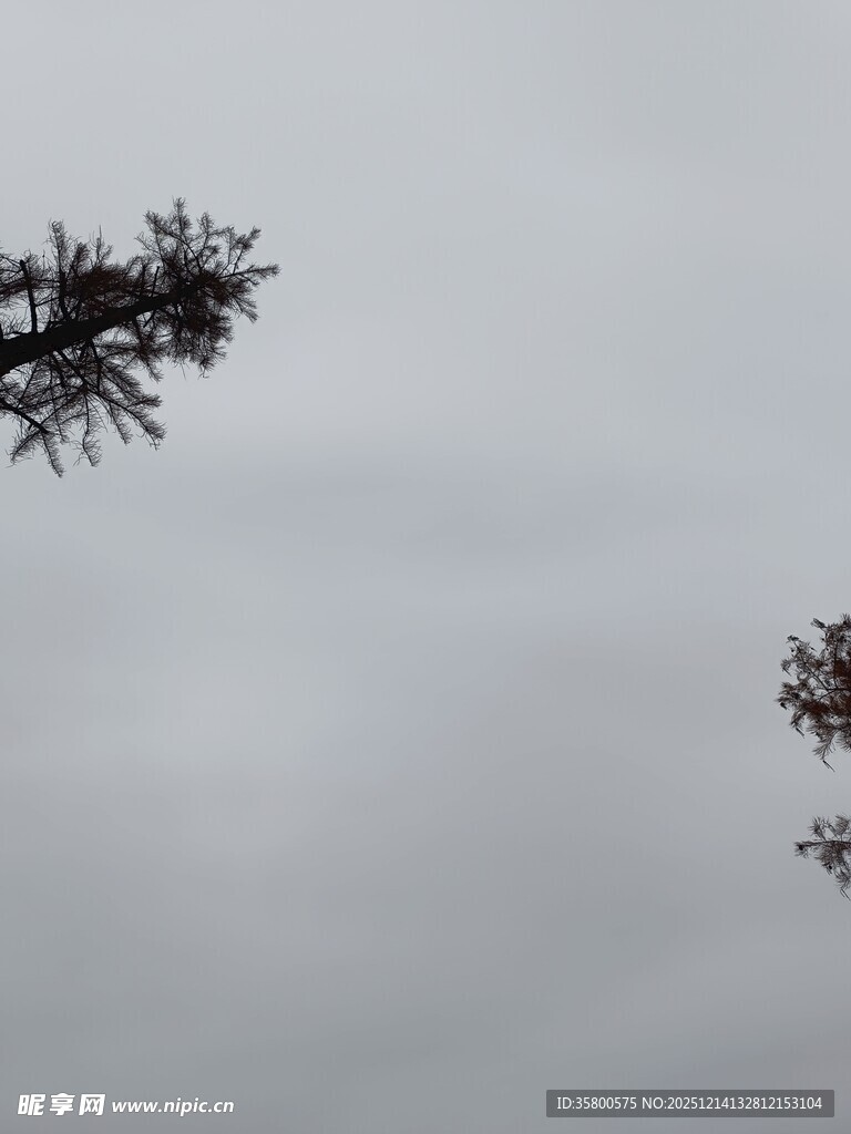 树梢之上的阴沉天空