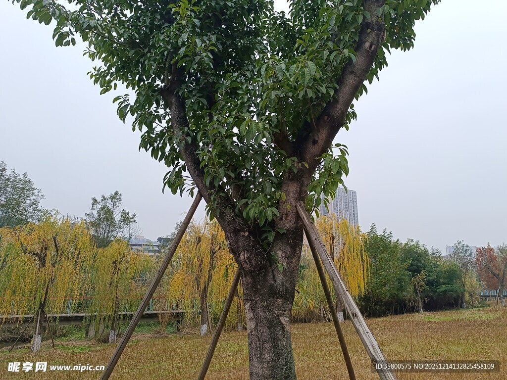 新植树木于开阔场地