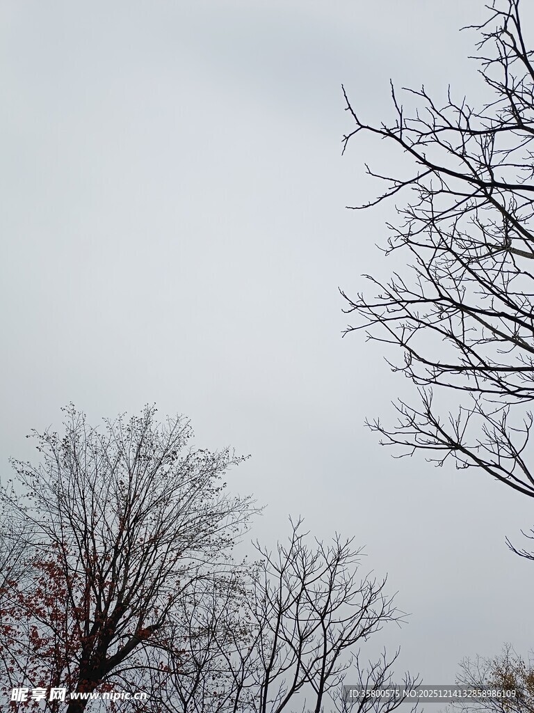 冬日枯树景象