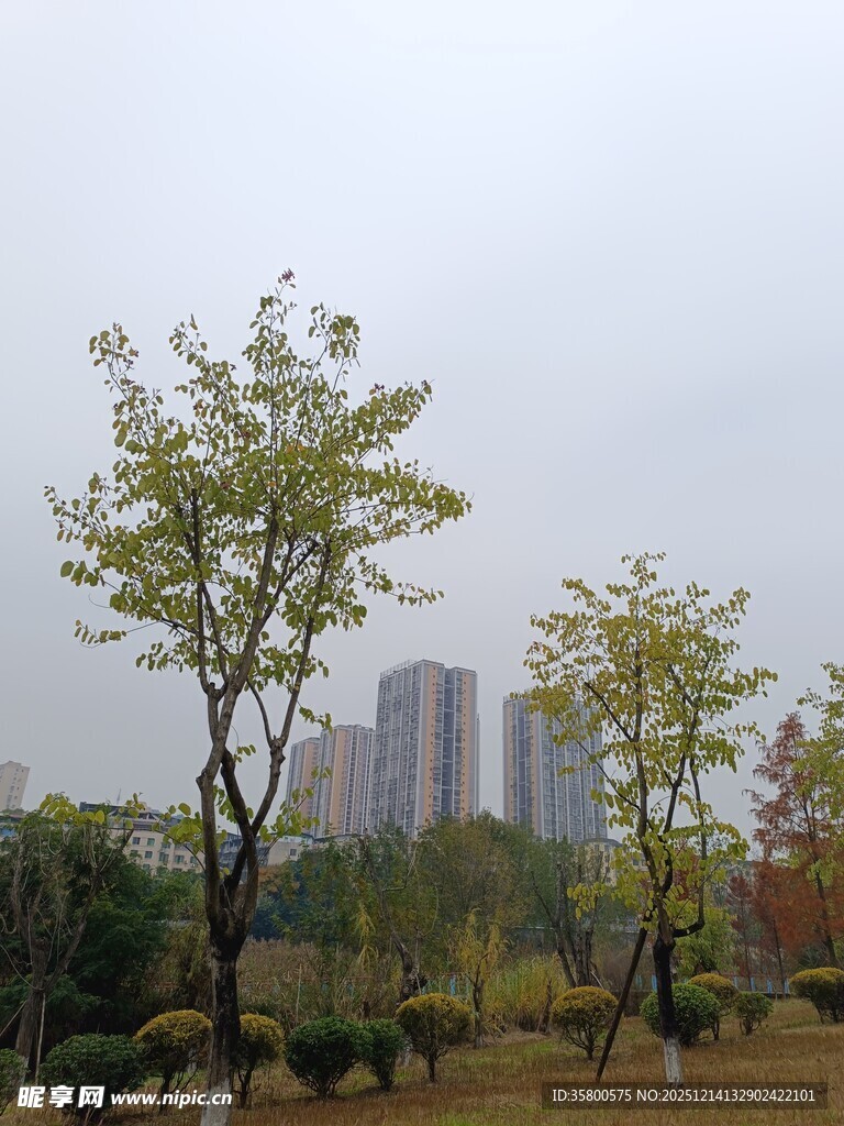 城市公园中的绿树与高楼