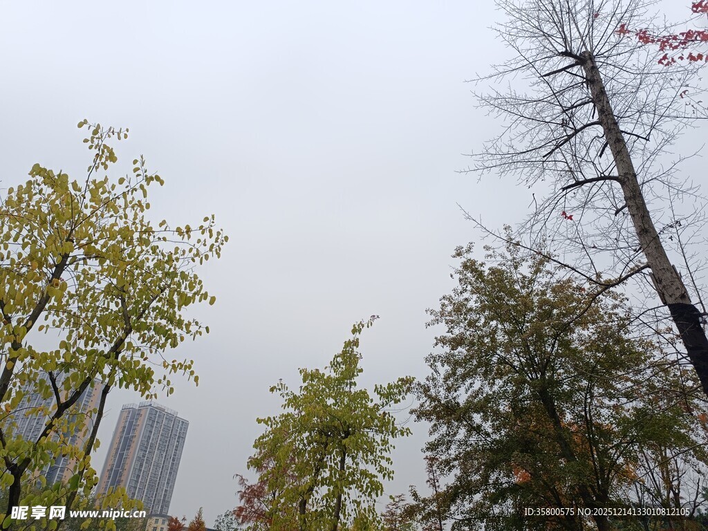 城市中树木与高楼景象