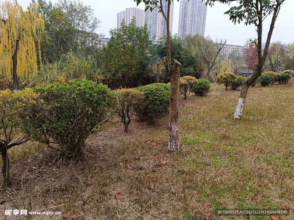 城市公园中的绿植景观