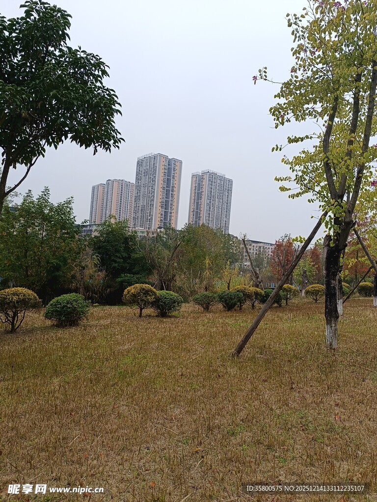 城市公园草地树木景观