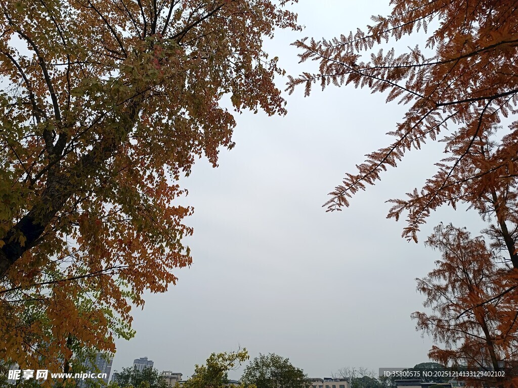 秋日湖畔树木景致