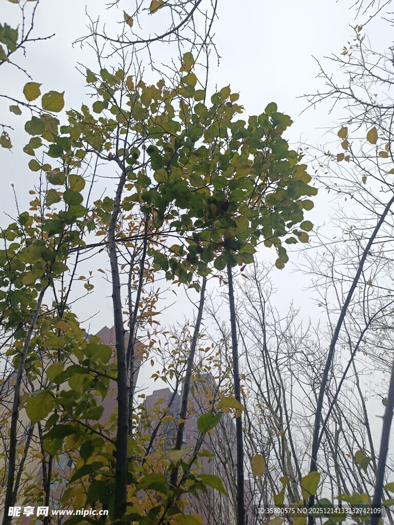 秋日树林中的挺拔树木