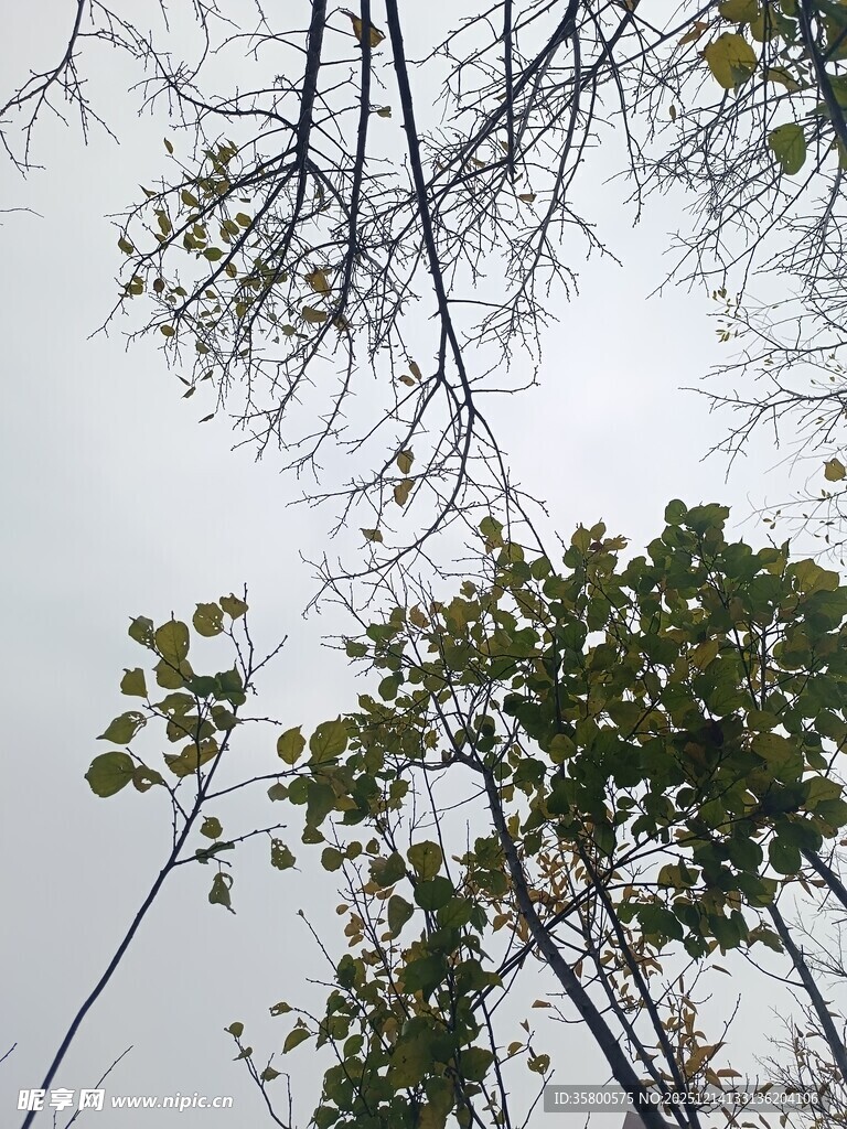 树枝摇曳的天空景象