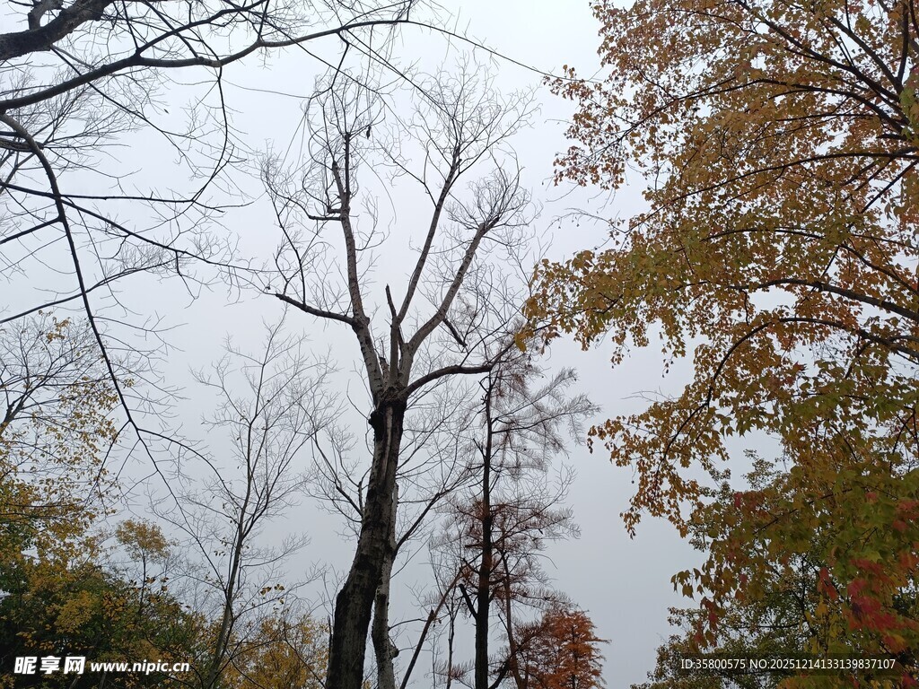 秋日枯树与多彩树叶景观