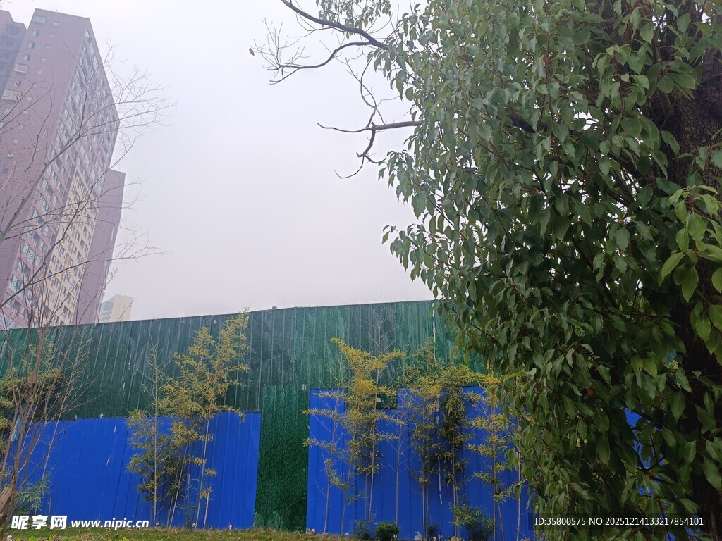 蓝墙绿树旁的城市景象