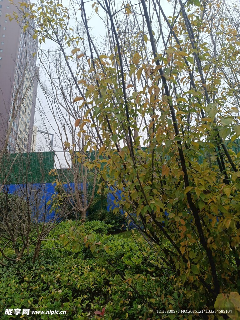 户外绿植与建筑景致