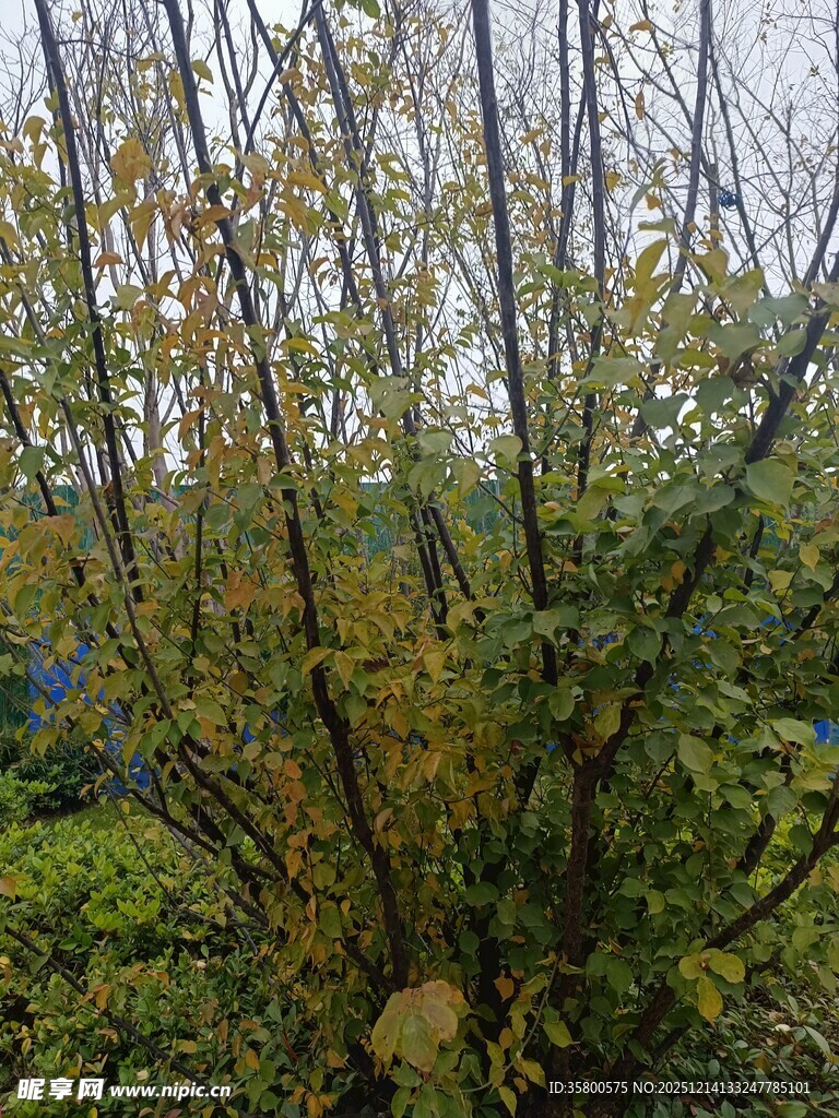 秋日繁茂树林景观