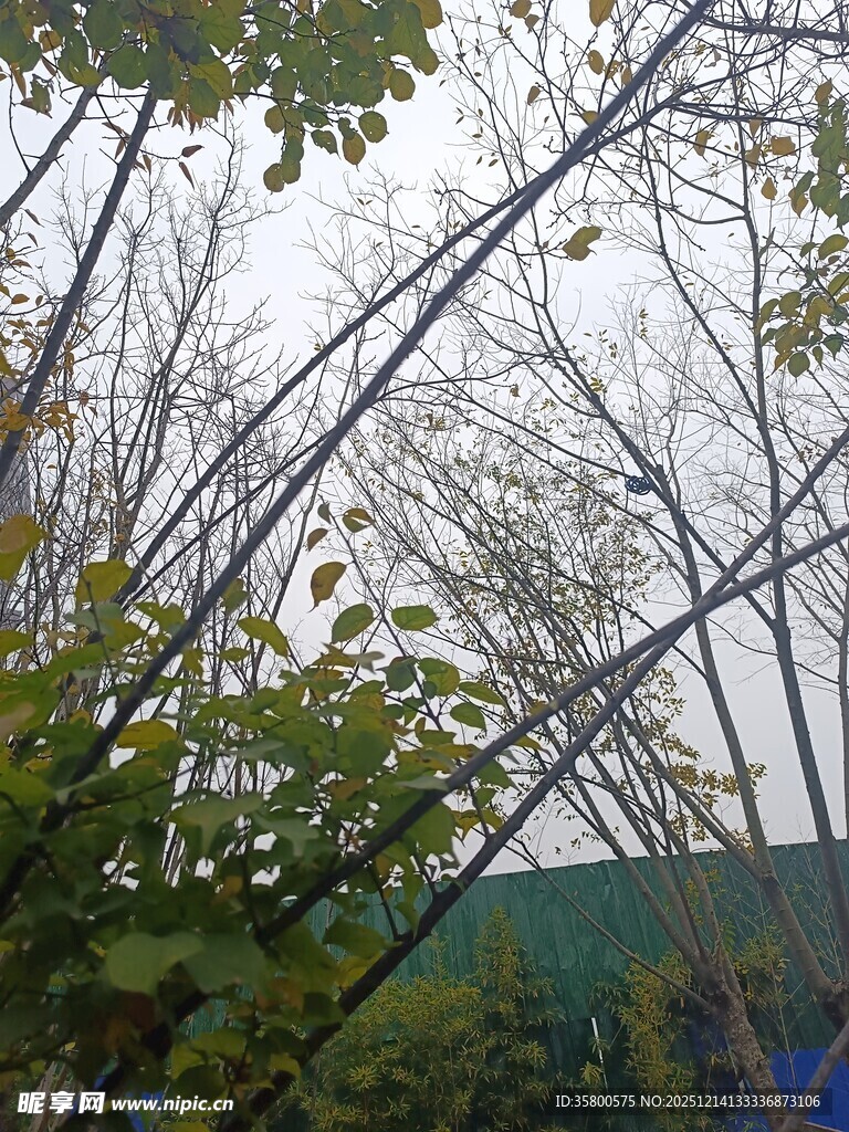 户外树木枝叶场景