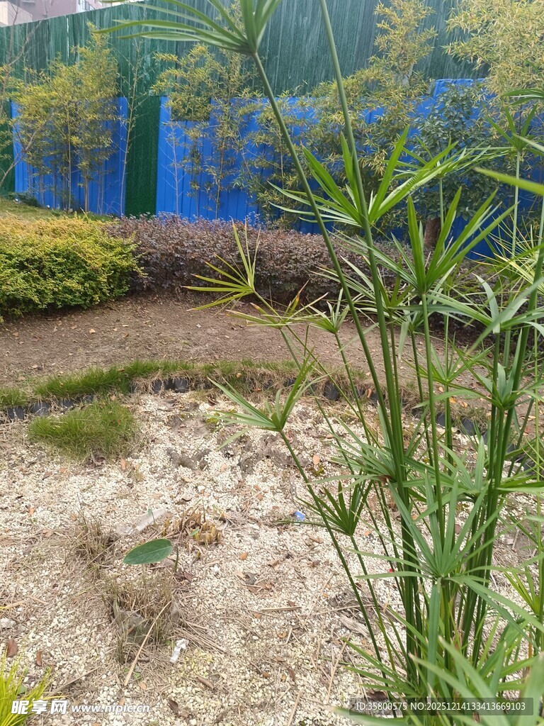 户外绿植景观一角