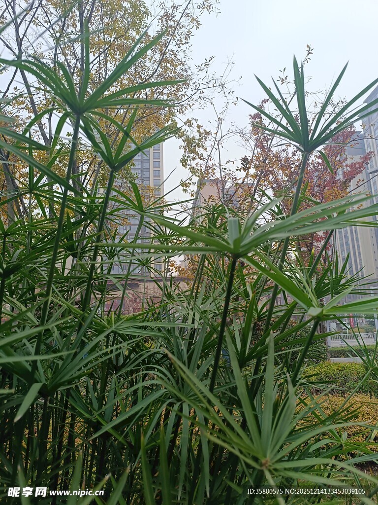 户外绿植景观
