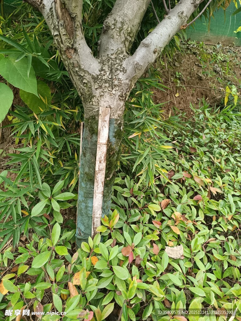 树干旁的绿植景观