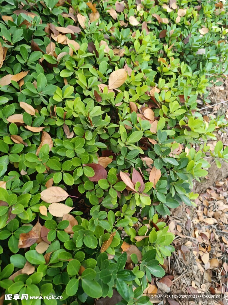 绿叶间夹杂枯黄叶片的灌木