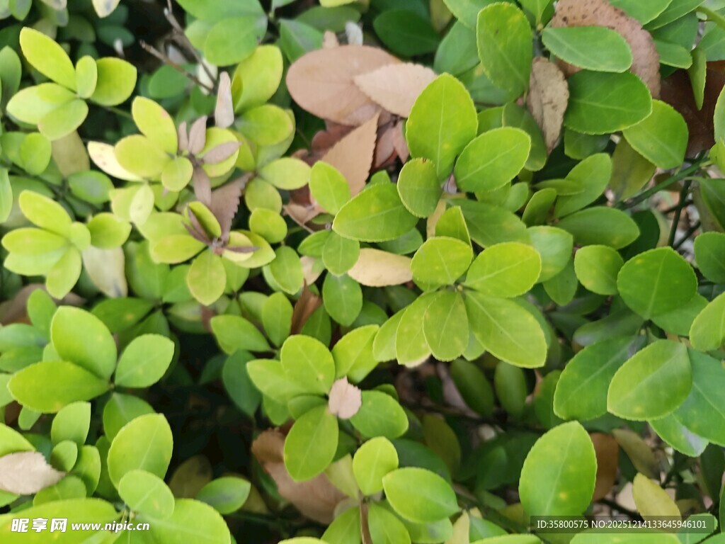 翠绿植物叶片特写