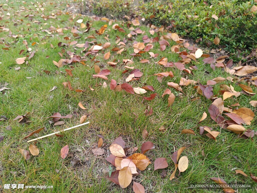秋日草地落叶景致
