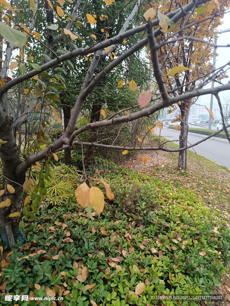 秋日枝头黄叶装点景致