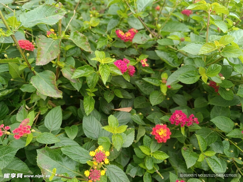 绿叶丛中的艳丽红花朵