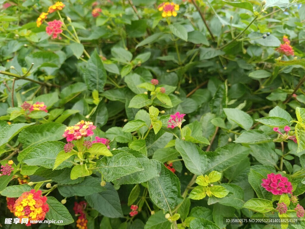 多彩马缨丹绽放绿叶间