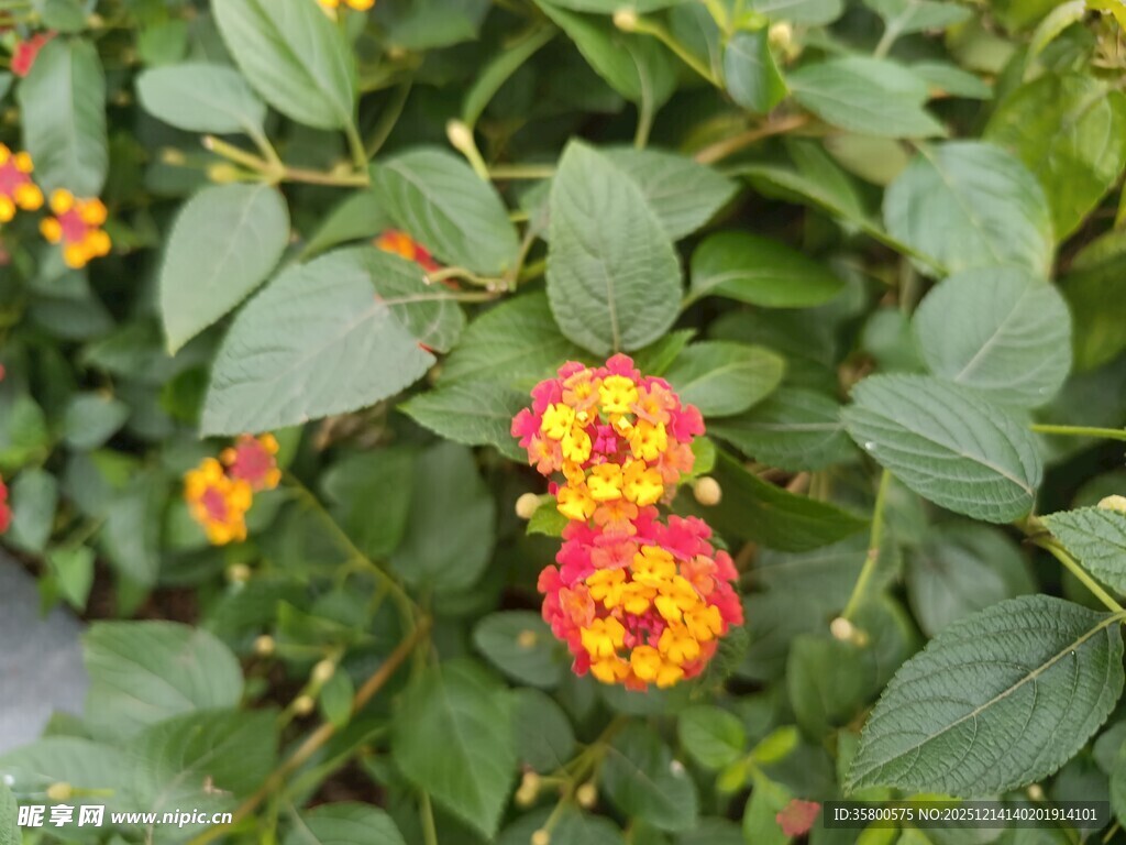 多彩马缨丹绽放绿叶间