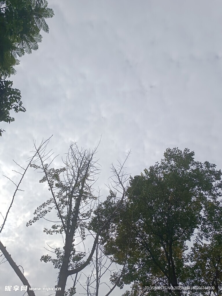 枯树与绿树映衬的天空