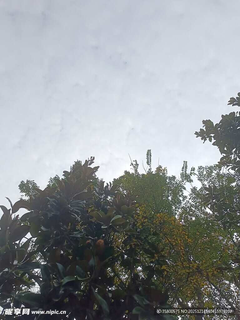 树梢上的天空景象