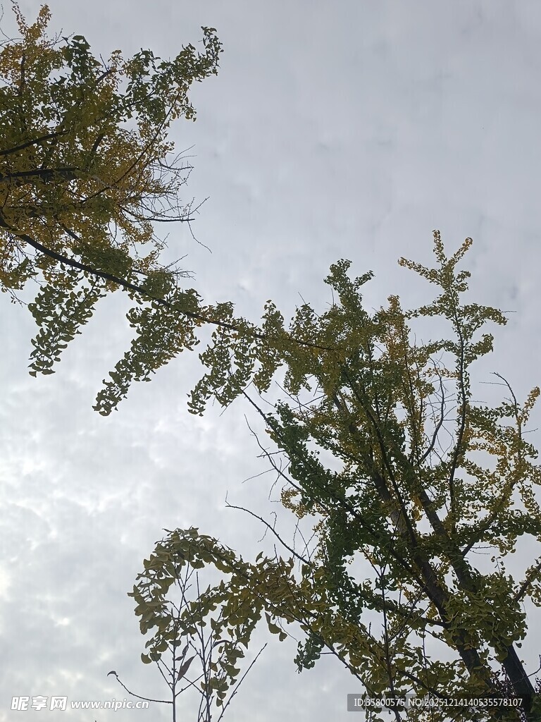 仰视枝头枝叶与天空