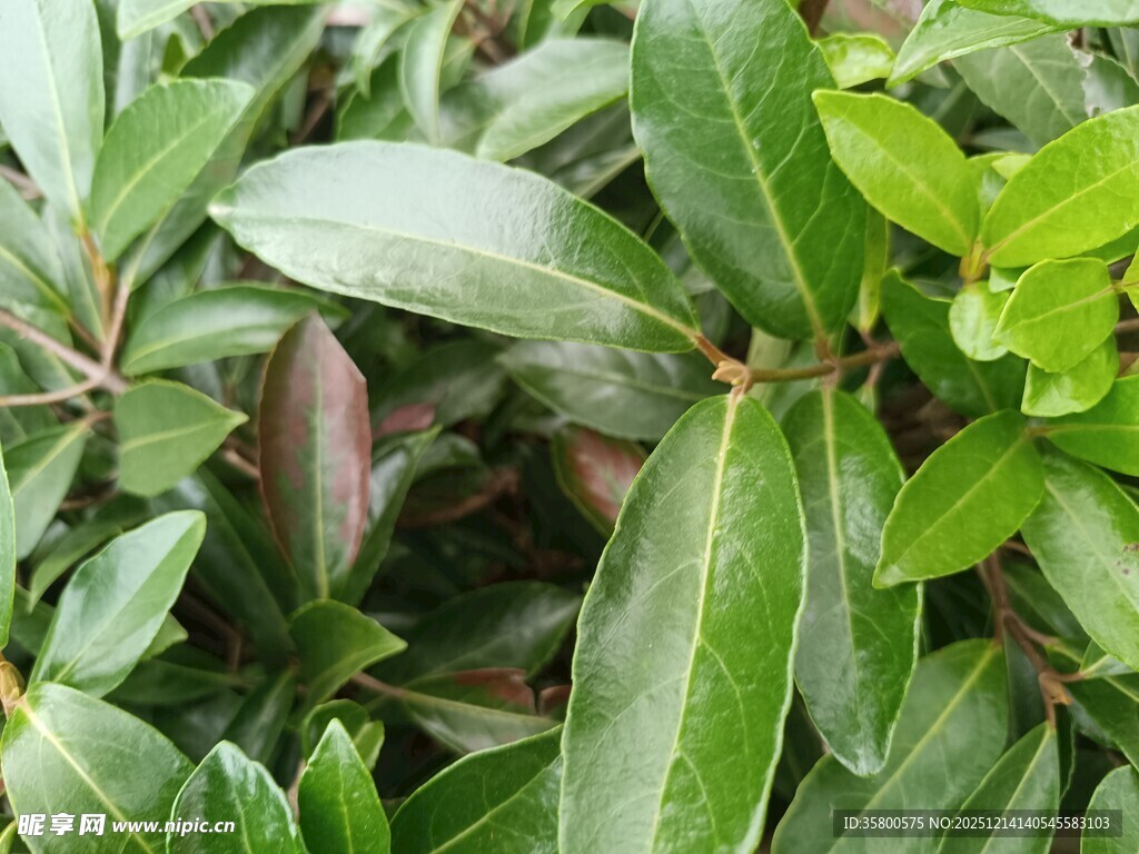 绿叶间的紫斑植物