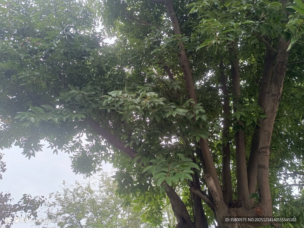 繁茂大树展现自然生机