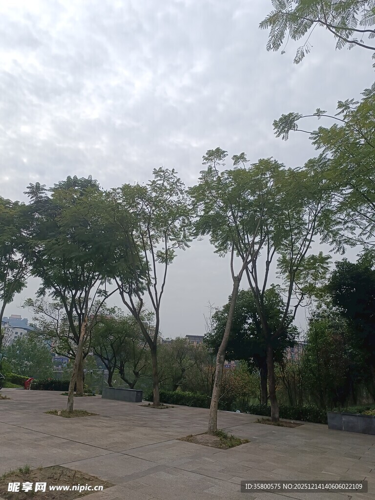 户外林荫广场景色