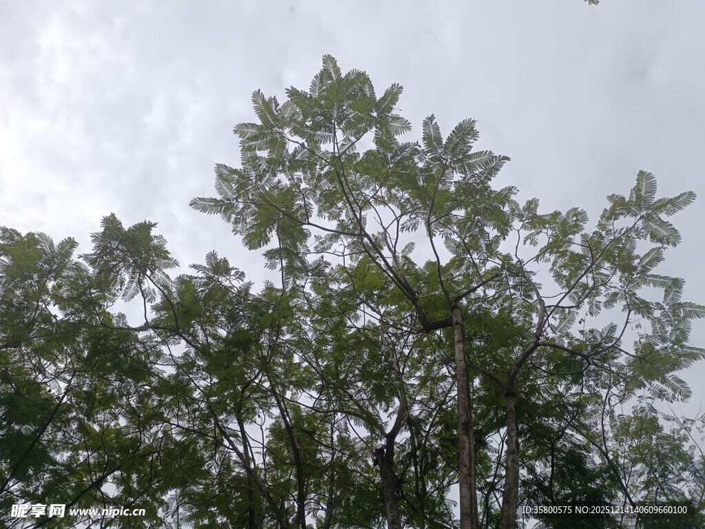 仰视茂密绿树树冠