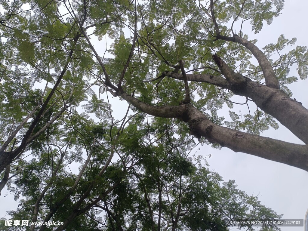 仰视茂密树林中的树木