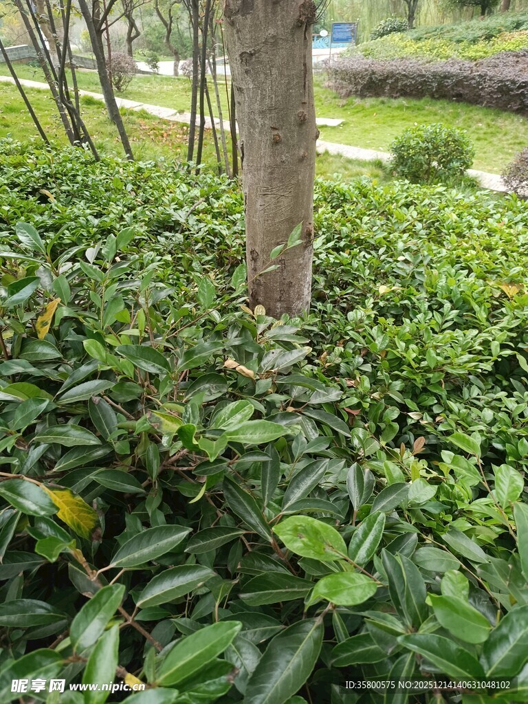 绿叶簇拥下的树干景观