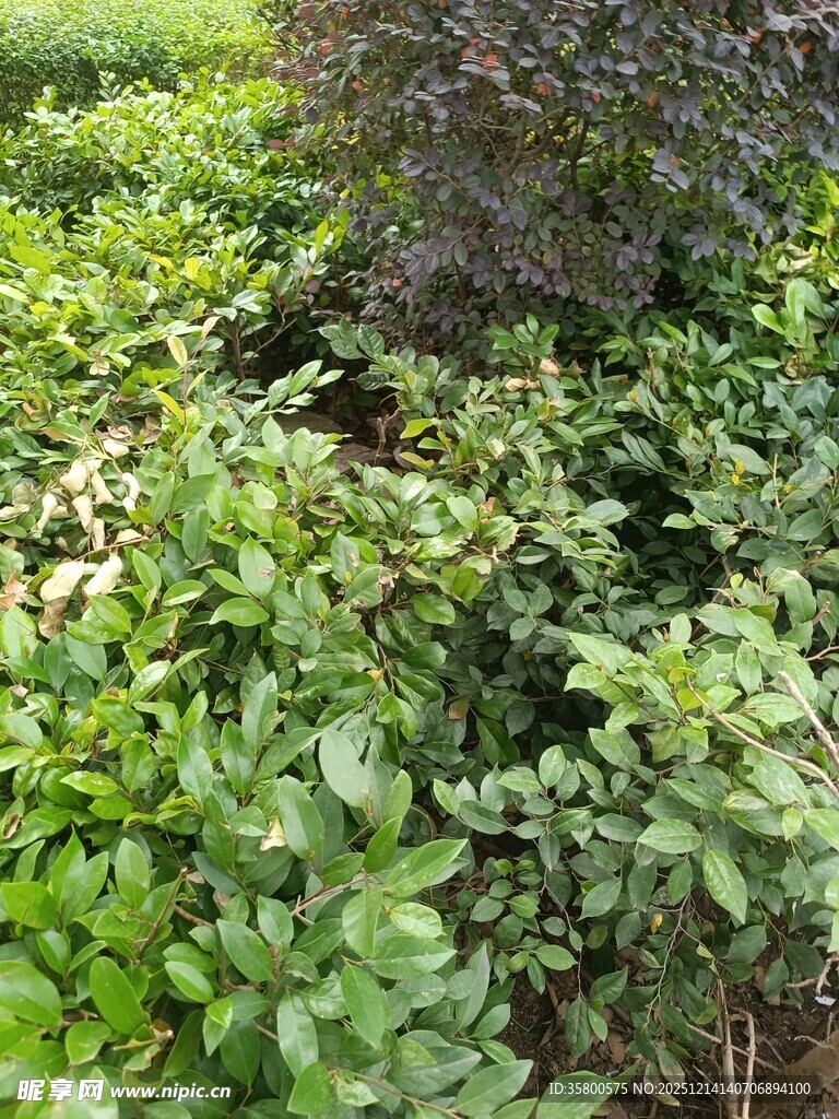 绿意盎然的繁茂植物景观