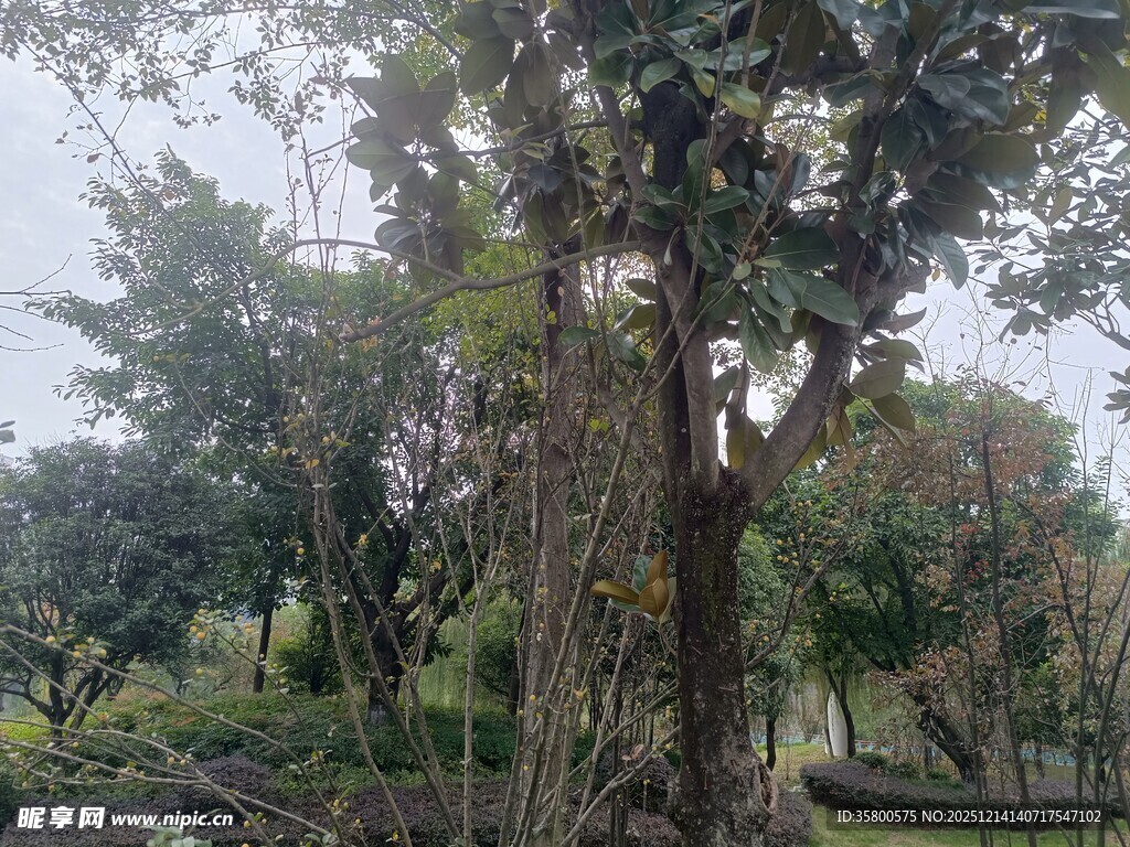 繁茂树林中的自然景致