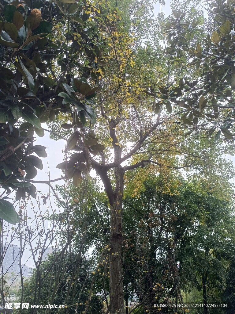 繁茂树林中的高大树木