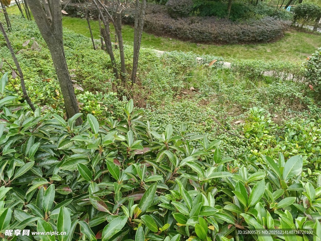 绿意盎然的户外植物景观