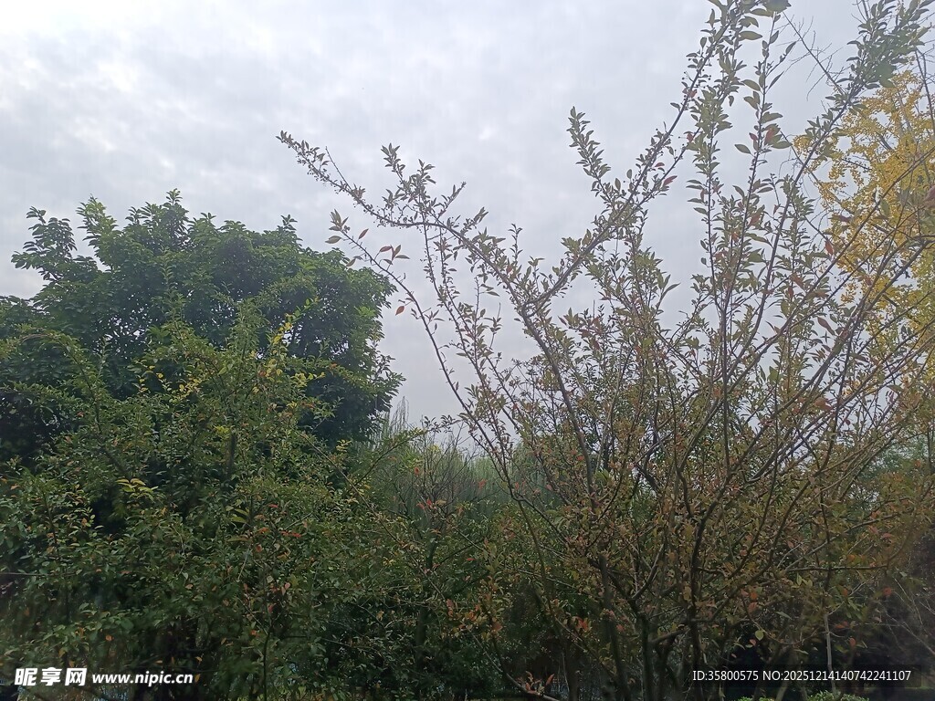 野外繁茂绿植景观