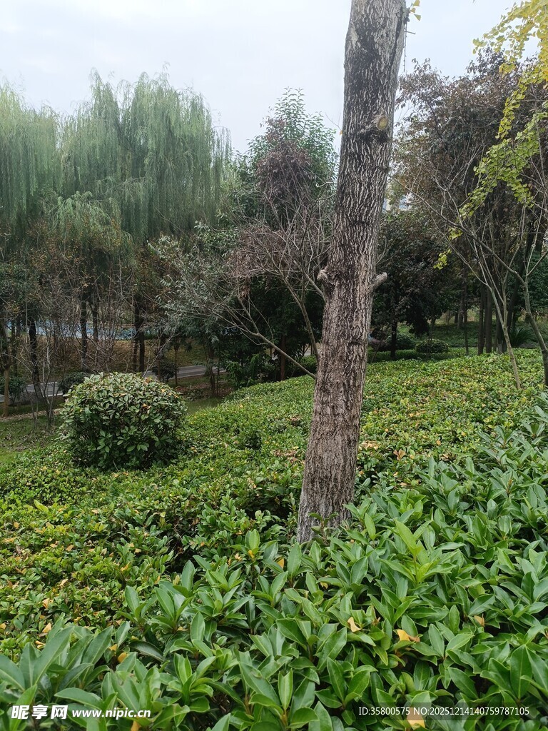 绿意盎然的园林景观