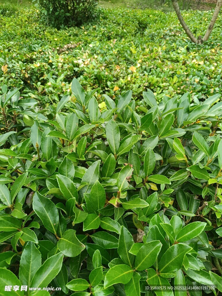 绿意盎然的植物景观