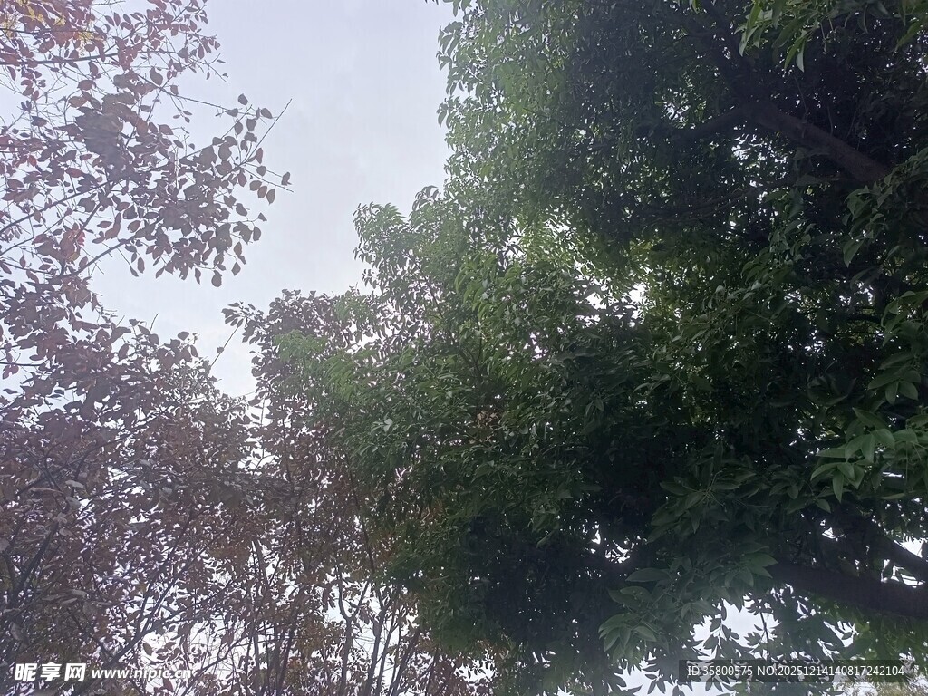 仰视茂密树林树冠