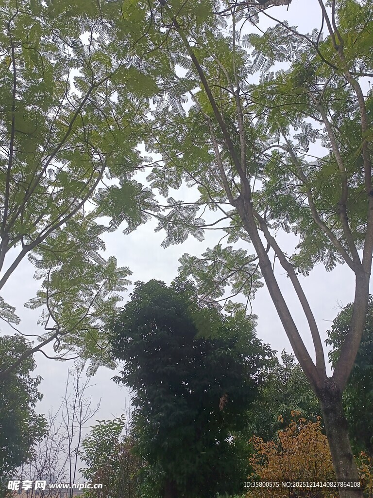 秋日树林中的高大树木