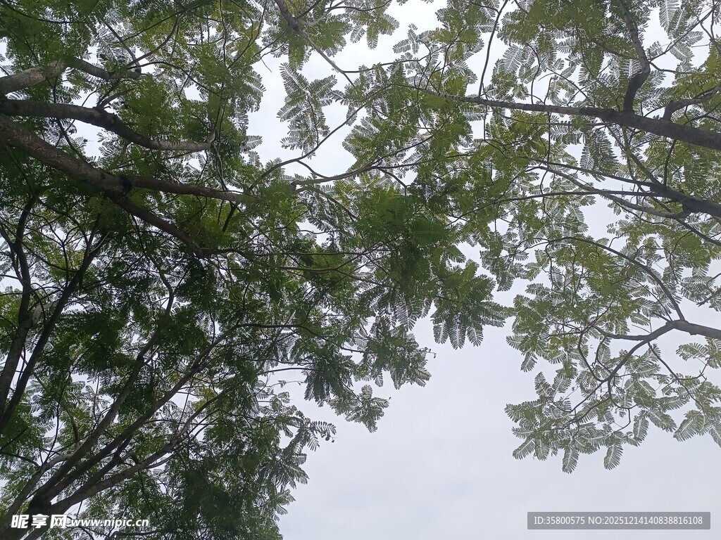 仰视繁茂枝叶的清新景象