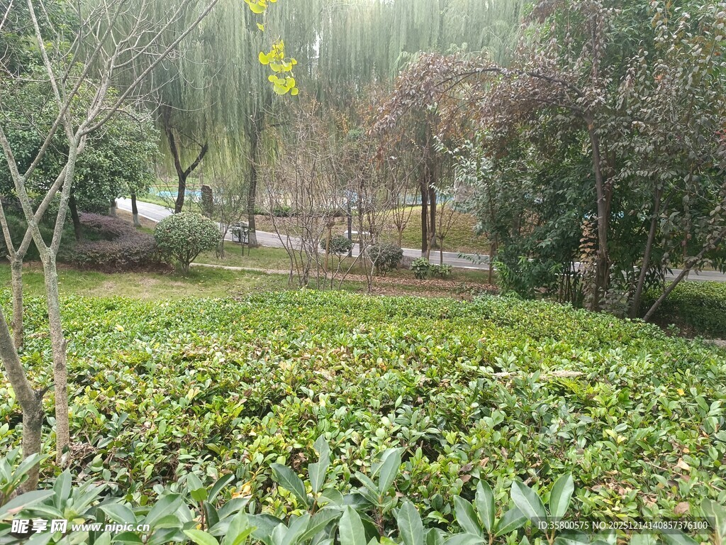 林间绿植环绕的静谧景致