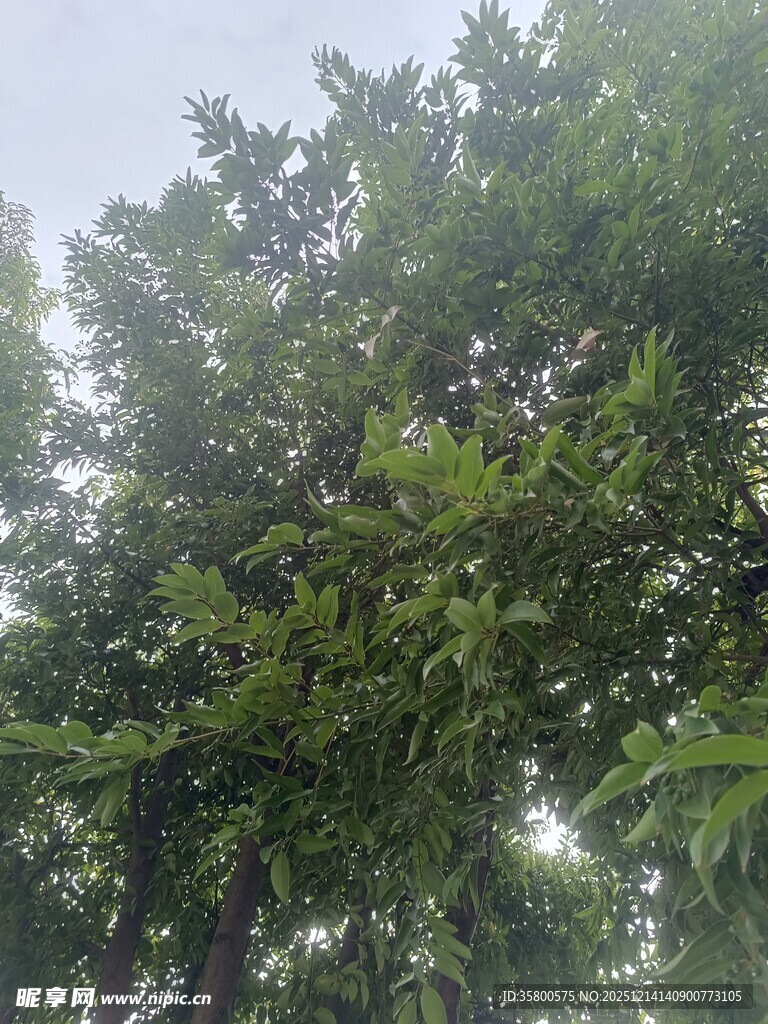 茂密绿树展现自然生机