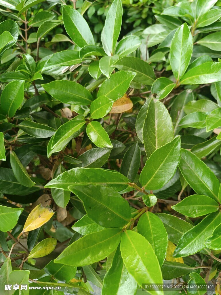 翠绿繁茂的植物叶片