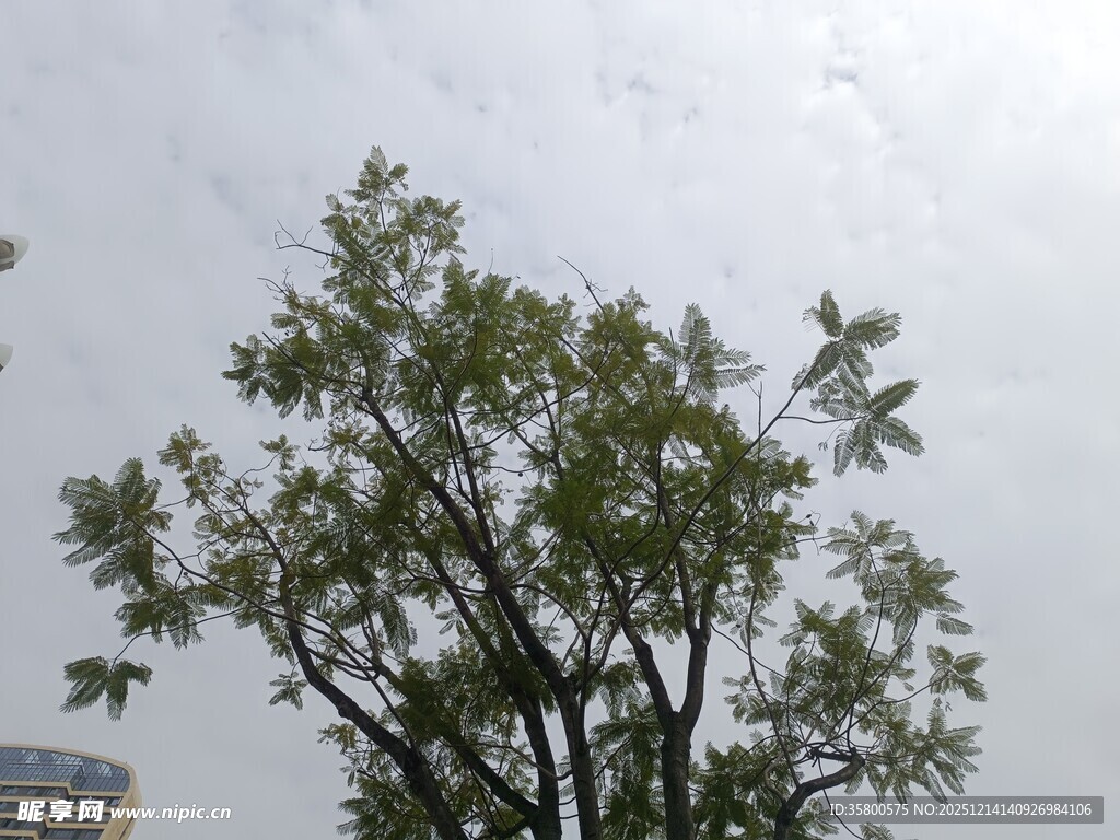 天空下的繁茂绿树