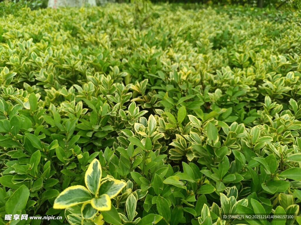 绿叶中带金边的植物景观